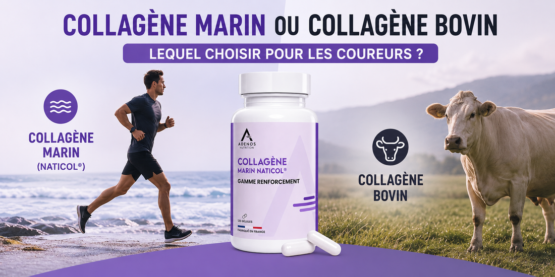 Collagène marin ou collagène bovin : lequel choisir pour les coureurs ?