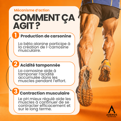Bêta-Alanine